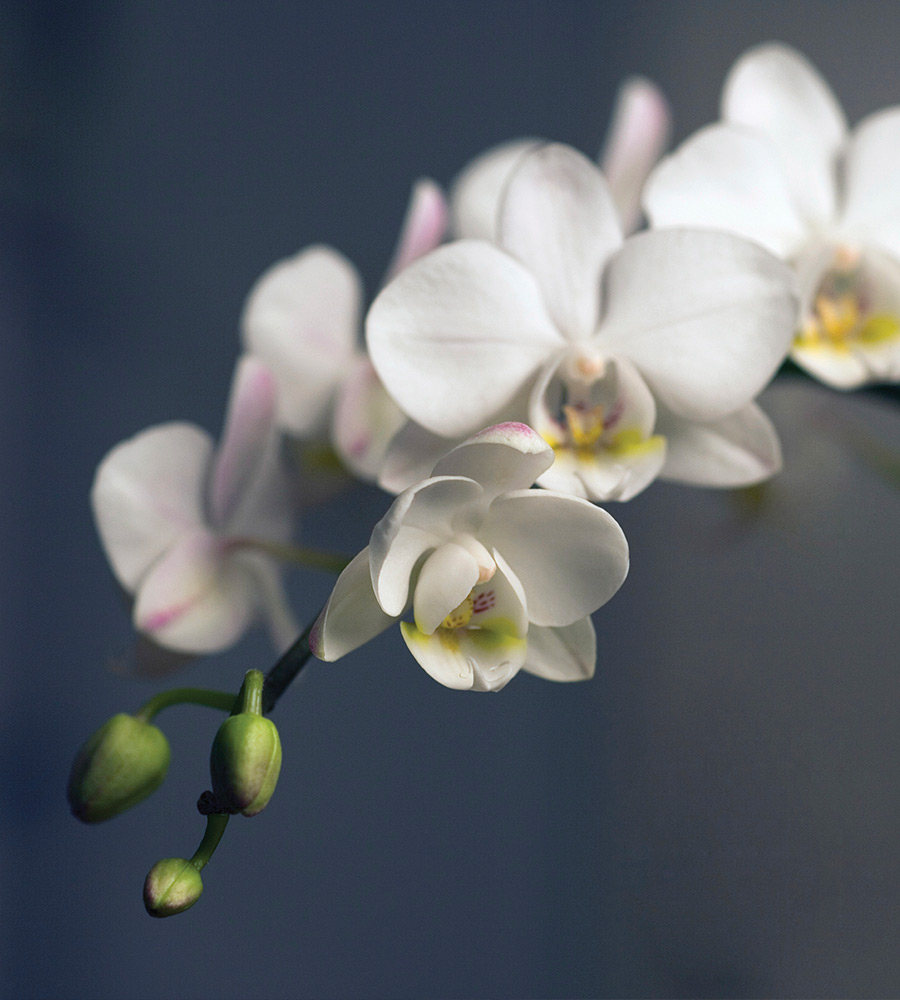 orchid mfloor